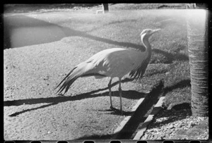 Bird at Wellington Zoo