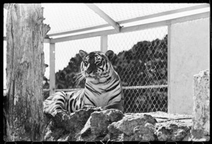 Tiger at Wellington Zoo