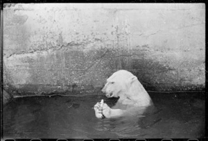 Polar bear at Wellington Zoo
