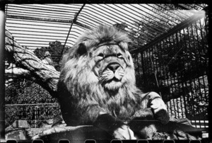 Lion at Wellington Zoo