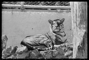 Tiger at Wellington Zoo