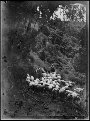 Sheep walking along a track, Mangamahu