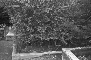 Bell family grave, plot 3710 Bolton Street Cemetery