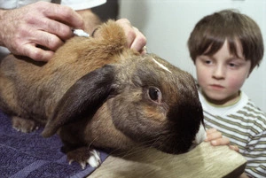 Rabbit being vaccinated against rabbit calicivirus disease (RCD) - Photograph taken by Melanie Burford