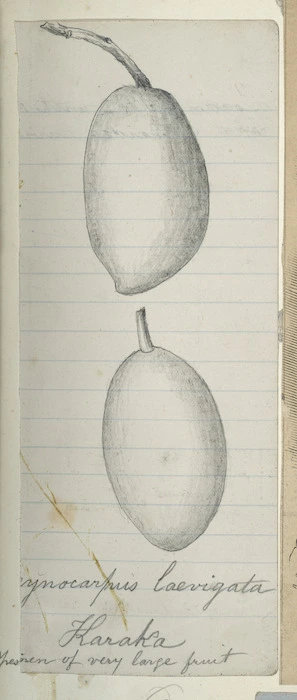 [Buchanan, John], 1819-1898 :Corynocarpus laevigata. Karaka. Specimen of very large fruit. [ca 1858-1890]