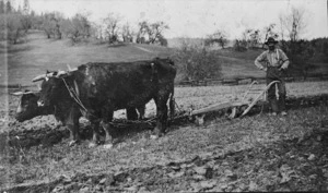 Man ploughing with a bullock team