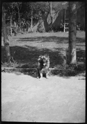 Nellie, the Hare family dog