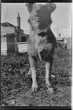 One of the Hare family dogs