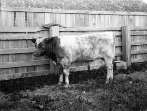 Shorthorn bull calf
