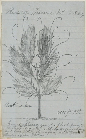 [Buchanan, John], 1819-1898 :Plant of Tararua Mt. 4,200 ft. [ca 1856-1890]