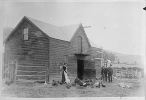 Woman feeding chickens outside a barn; location unidentified