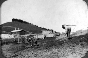 German prisoners of war, working on Somes Island