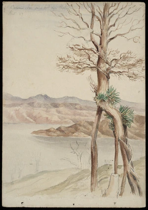 [Turnbull, Henry Hume] d 1858 :Curious tree on a hill near Wellington.
