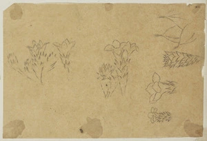 [Buchanan, John], 1819-1898 :[Plants, possibly cacti. ca 1858-1890]