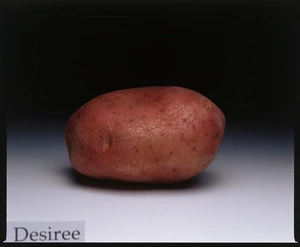 Potato variety, Desiree