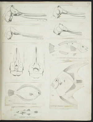 [Buchanan, John] 1819-1898 :[Delphinus Forsteri. Clymenia novae zealandiae]. Electra clancula. Clymenia obscura. Rhombosolea leporina, Gunth. Labricthys bothryocosmus, Spotty, Rich. Eleotris radiata, Quay. Cyttus traversi, Hutton. [Published in Transactions of NZ Institute. ca 1870s]