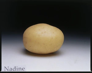 Potato variety, Nadine