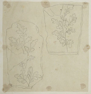 [Buchanan, John], 1819-1898 :[Plant fossils. ca 1858-1890]