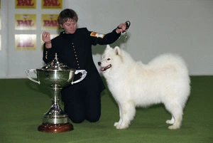 Samoyed dog, Kimchatka Laced with Ice, also known as Lacey, winner of the best in show trophy at the Pedigree Pal 1998 National Dog Show, with his co-owner Glenys Grey - Photograph taken by Martin Hunter