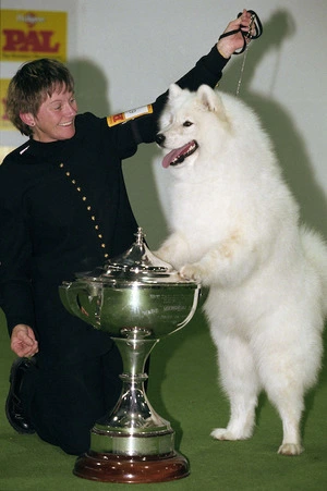 Samoyed dog, Kimchatka Laced with Ice, also known as Lacey, winner of the best in show trophy at the Pedigree Pal 1998 National Dog Show, with his co-owner Glenys Grey - Photograph taken by Martin Hunter