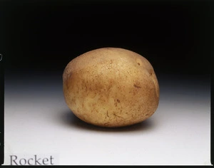 Potato variety, Rocket