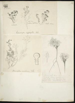 [Buchanan, John], 1819-1898 :[Fungi. ca 1860s; and, Legumine in seed. 1863]