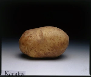 Potato variety, Karaka