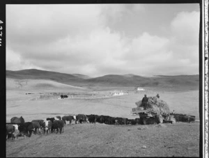 Maori trainees feeding out hay to cattle, Maori Land Development Scheme, Kuratau Block, Taupo district - Photograph taken by Edward Percival Christensen