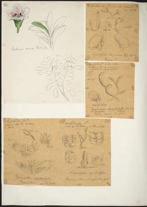 [Buchanan, John], 1819-1898 :[Botanical drawings]. Gentiana cerina and liverworts. [ca 1863]