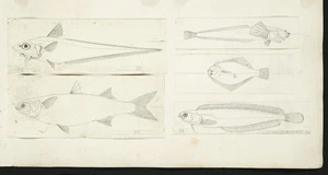 [Buchanan, John], 1819-1898 :[New Zealand fish]. Clinus flavescens [and others. ca 1872]