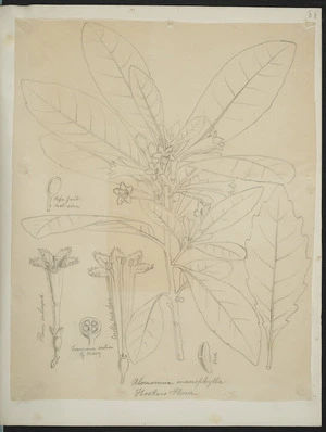 [Buchanan, John], 1819-1898 :Alseuosmia macrophylla. Hookers Flora. [ca 1863]