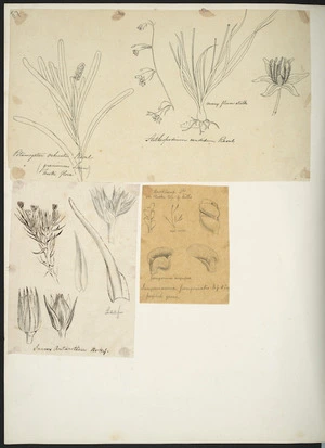 [Buchanan, John] 1819-1898 :[Botanical drawings] Arthropodium candidum. Potamogeton ochreatus. Juncus antarcticus. Jungermannia perigonialis, Auckland Ids on rocks top of hills. [ca 1863]