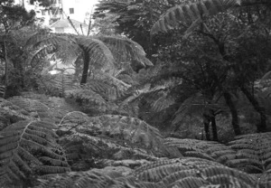 Tree ferns, Bolton Street Cemetery