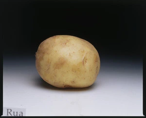 Potato variety, Rua
