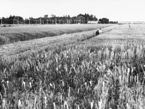 Wheat research plots at Lincoln