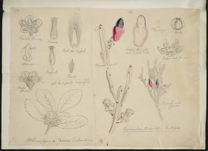 [Buchanan, John], 1819-1898 :Atherosperma novae zelandia. Exocarpus bidwillii. Hook.fil. [ca 1863]