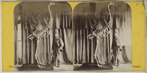 Mundy, Daniel Louis, 1826-1881: Frederick Richardson Fuller with articulated moa skeleton in Canterbury Provincial Council Building