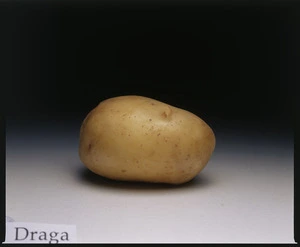 Potato variety, Draga