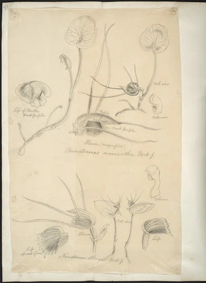 [Buchanan, John] 1819-1898 :[Orchids]. Nematoceras oblonga ... macrantha. [ca 1863]