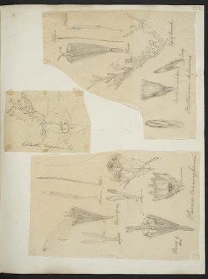 [Buchanan, John], 1819-1898 :[Three drawings. 1. Ozothanamnus depressus; 2. Colobanthus kerguelensis; 3. Olearia cunninghamii. ca 1863]