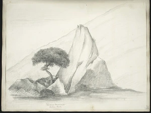 [Buchanan, John] 1819-1898 :Coprosma Baueriana, Sinclair Head [ca 1860]
