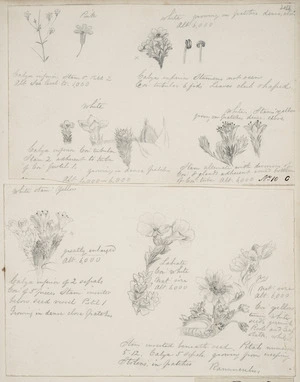 [Buchanan, John], 1819-1898 :[Alpine plants]. Rannuculus. [ca 1860s-1880s]