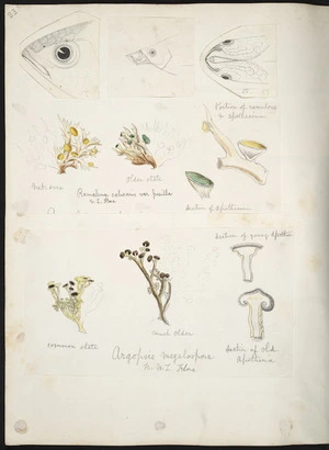 [Buchanan, John], 1819-1898 :[Lichen; New Zealand fish. ca 1870s]