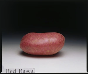 Potato variety, Red Rascal