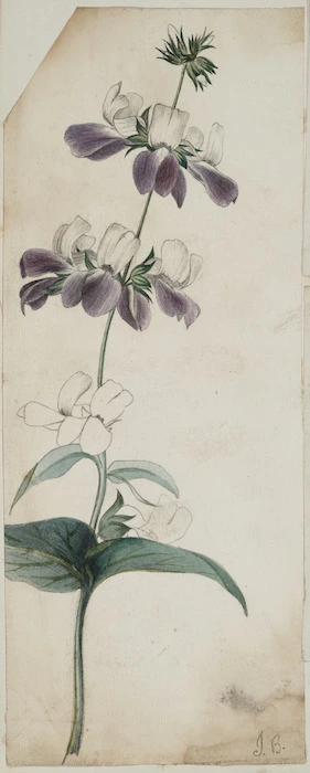 [Buchanan, John], 1819-1898 :[Unidentified flower. 1850-1860s?]