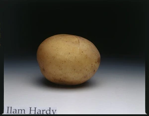 Potato variety, Ilam Hardy