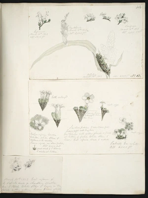 [Buchanan, John] 1819-1898 :March 18th 1863. Coprosma ... [Flower studies]
