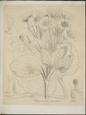 [Buchanan, John], 1819-1898 :Ranunculus insignis. [ca 1863]