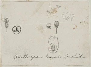 [Buchanan, John], 1819-1898 :Small grass leaved orchid. [ca 1858-1890]