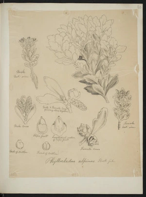 [Buchanan, John], 1819-1898 :Phyllocladus alpinus. Hook. fil. [ca 1863]
